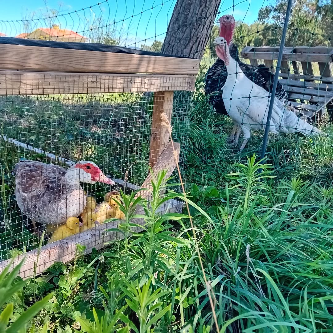 The turkeys came to check on their new Muscovy neighbours.