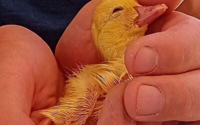 Another duckling! Hatched 2 days later, this wonder boy was left behind.