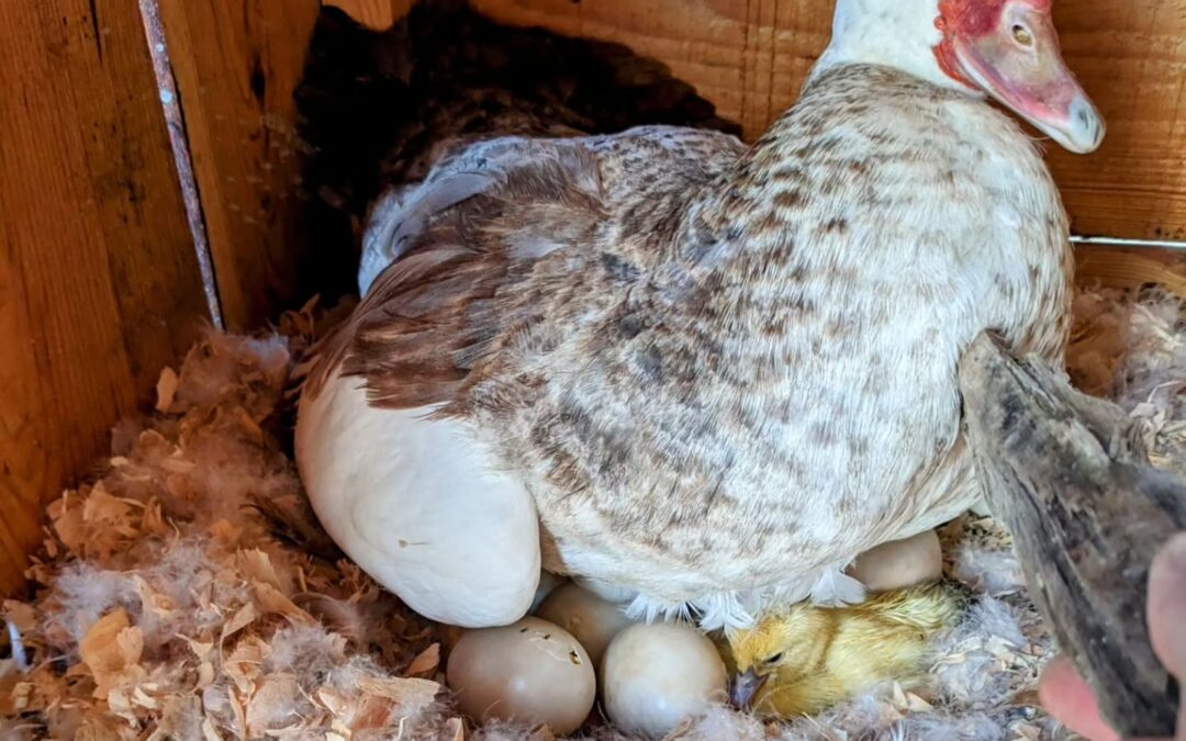 A couple days earlier than expected, the first duckling hatched under the sitting Muscovy.