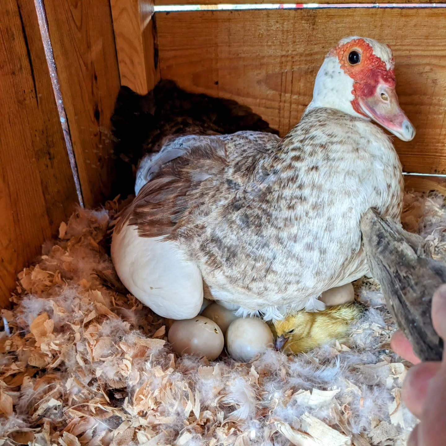 A couple days earlier than expected, the first duckling hatched under the sitting Muscovy.