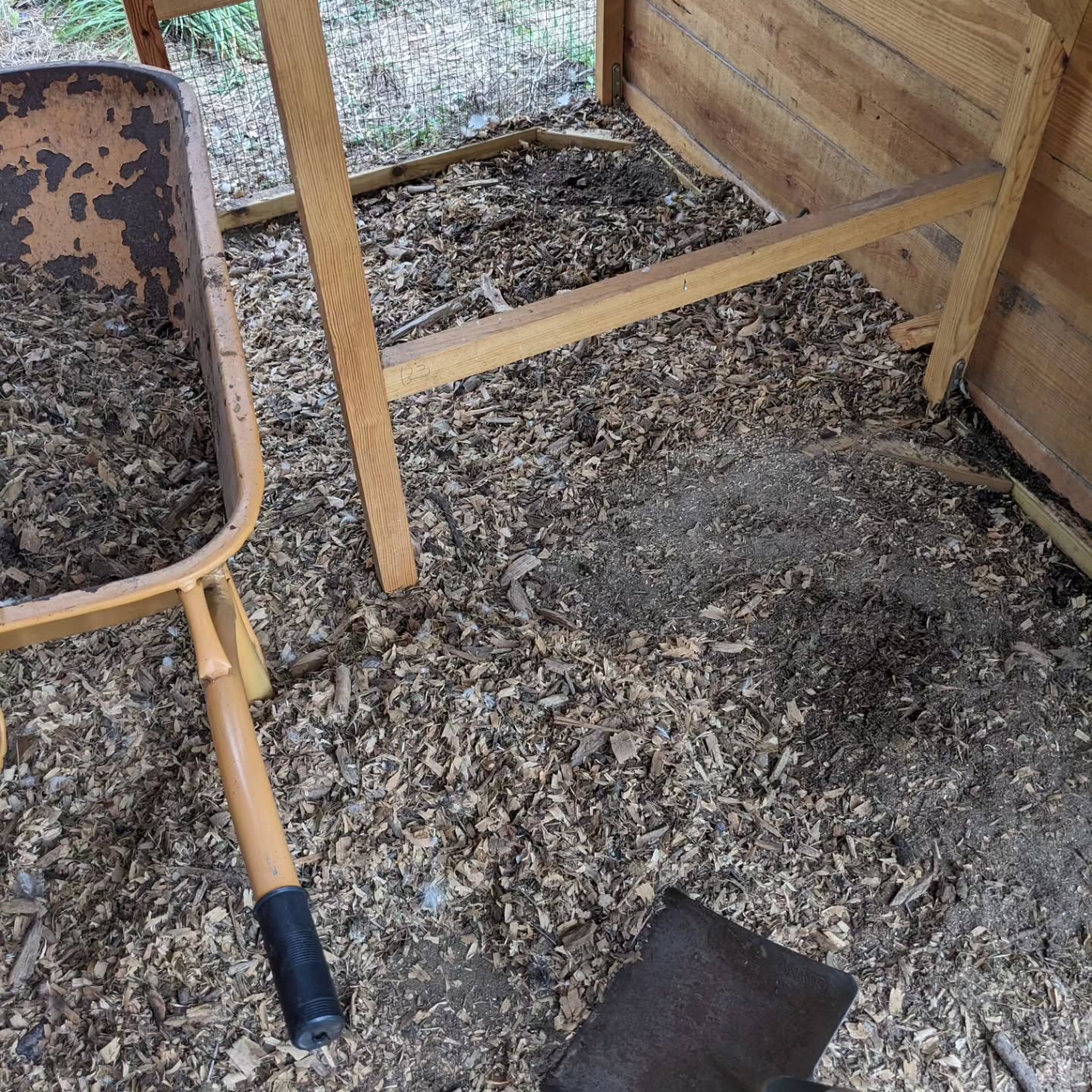 Bird coop cleaning time!