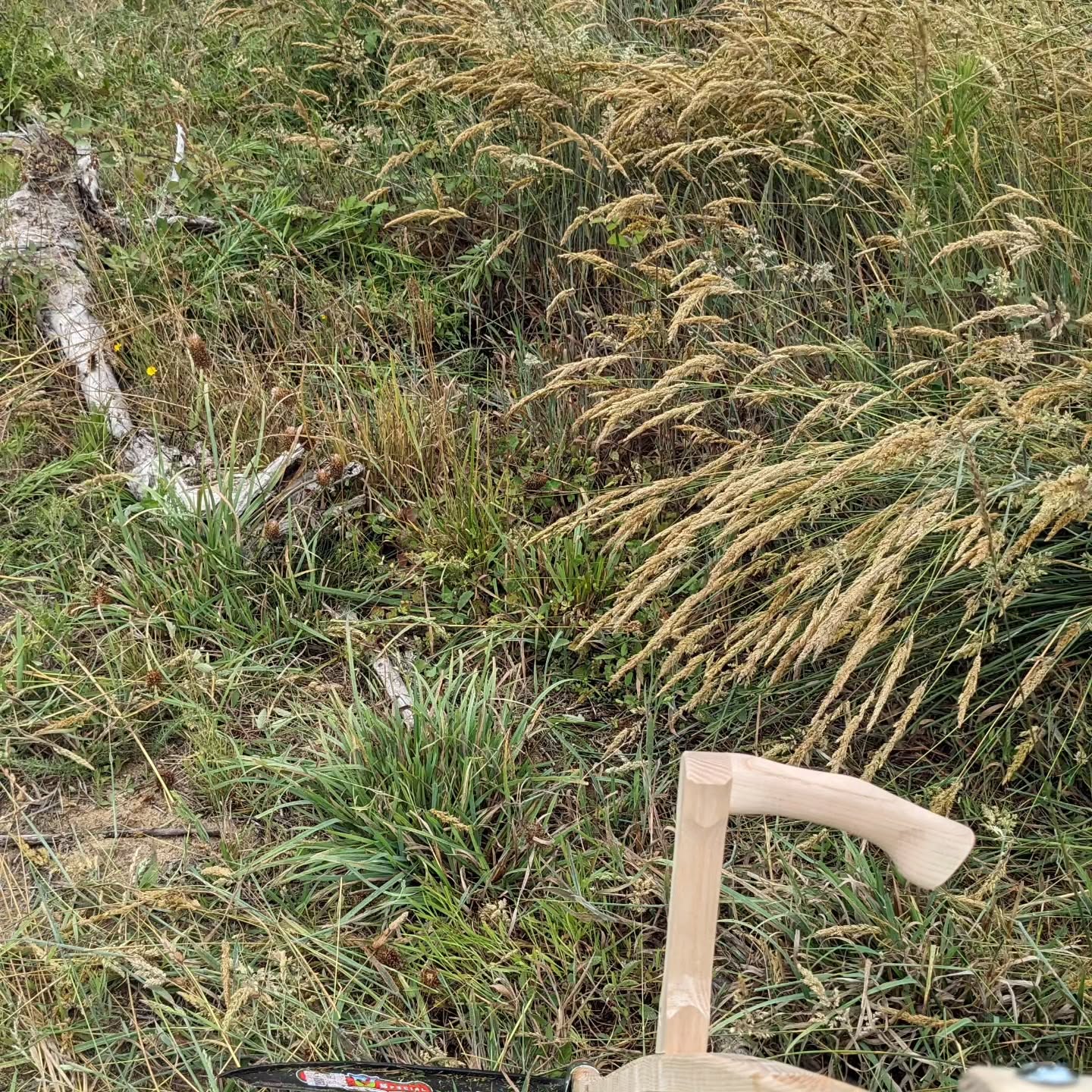 Cleaning with a scythe for the first time, using a brush blade for it.