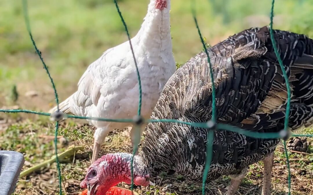 Turkeys enjoying a watermelon.