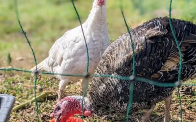 Turkeys enjoying a watermelon.