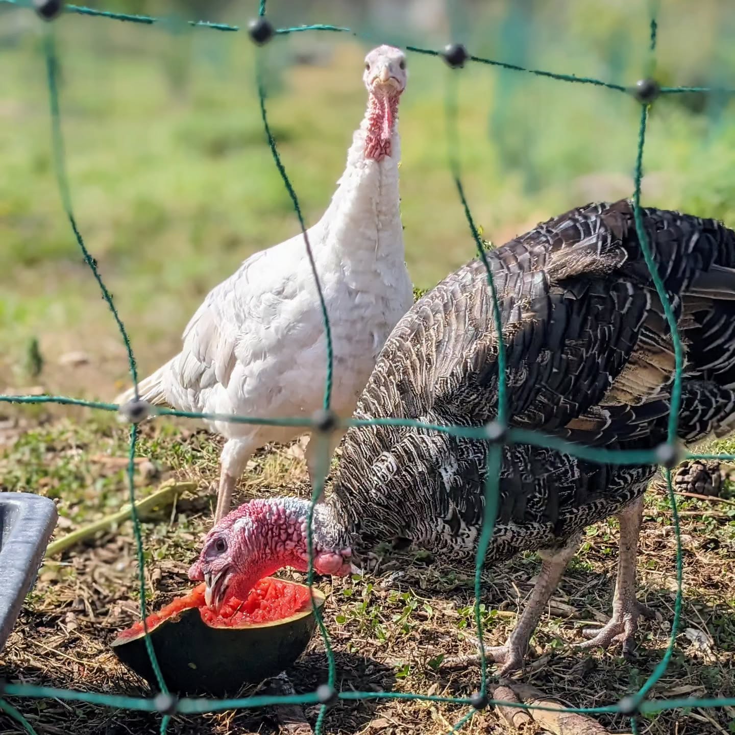 Turkeys enjoying a watermelon.