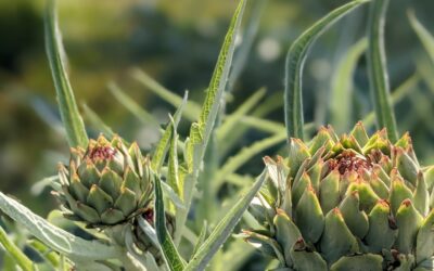 The artichokes are doing great this year. Blossoming into their violet colours, putting up a show with their size and vigor, they are now attracting bees, bumblebees and this new visitor!