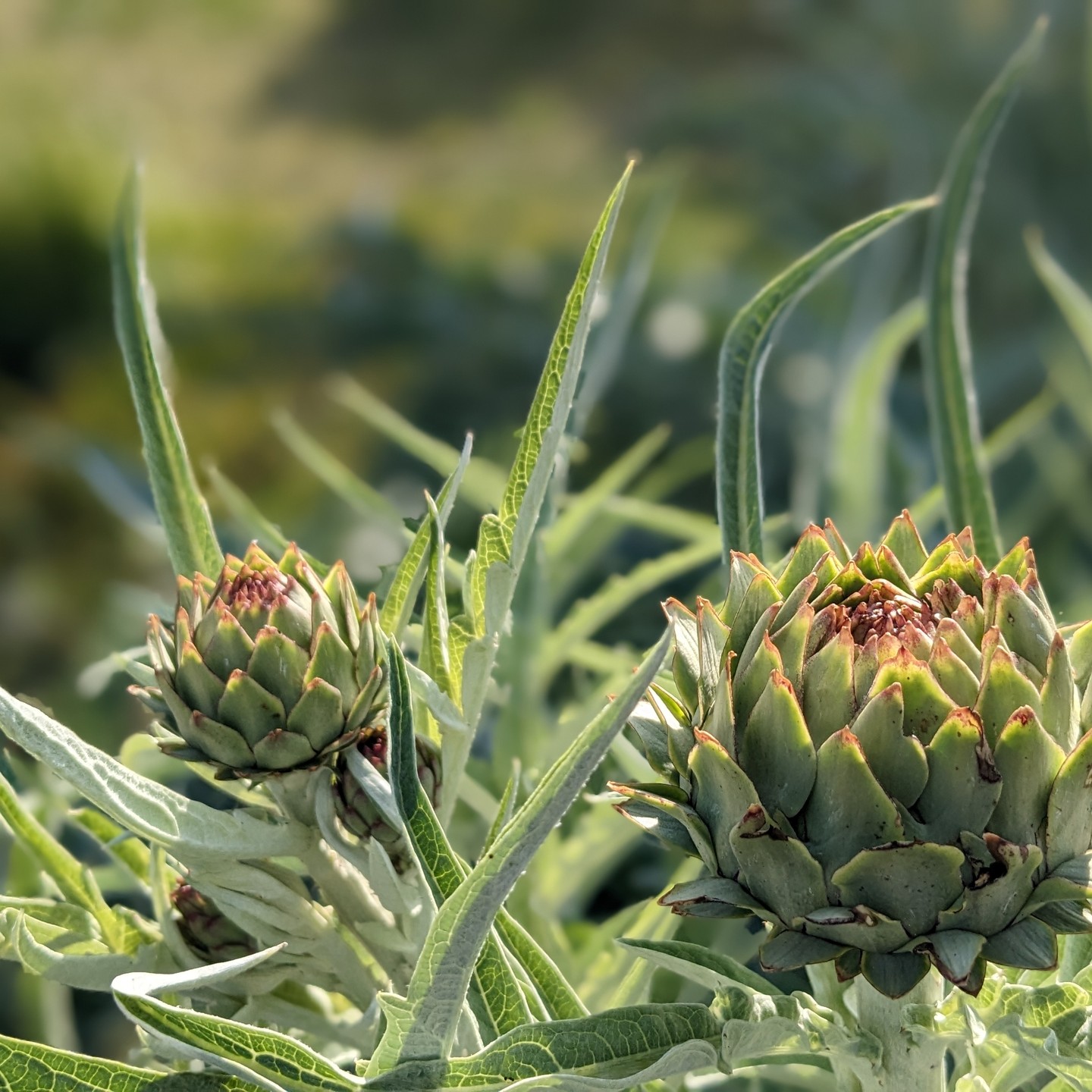 The artichokes are doing great this year. Blossoming into their violet colours, putting up a show with their size and vigor, they are now attracting bees, bumblebees and this new visitor!