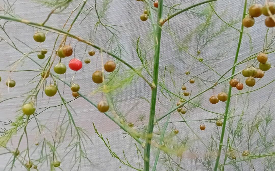 Asparagus, giesta comum and siberian pea working on their seeds