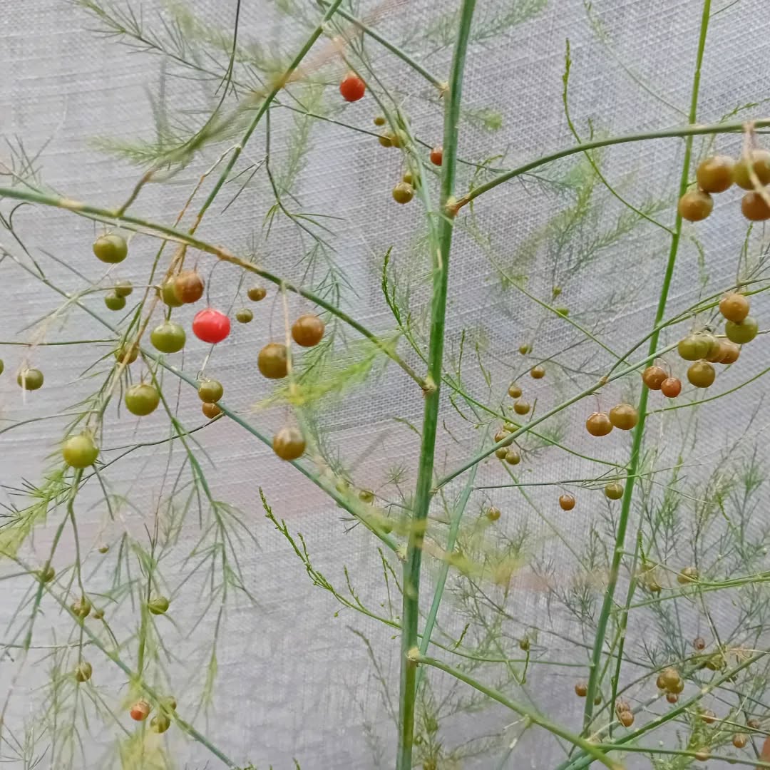 Asparagus, giesta comum and siberian pea working on their seeds