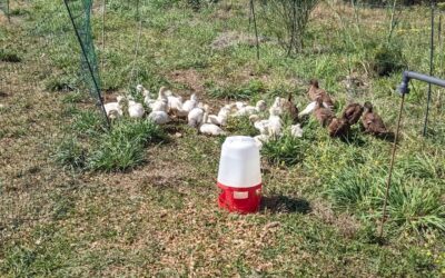 The ducklings spent the day outside for the first time. They seem to like it a lot, but are still passing through the electric fence without any issues, so they’ll have to stay in their enclosure overnight.