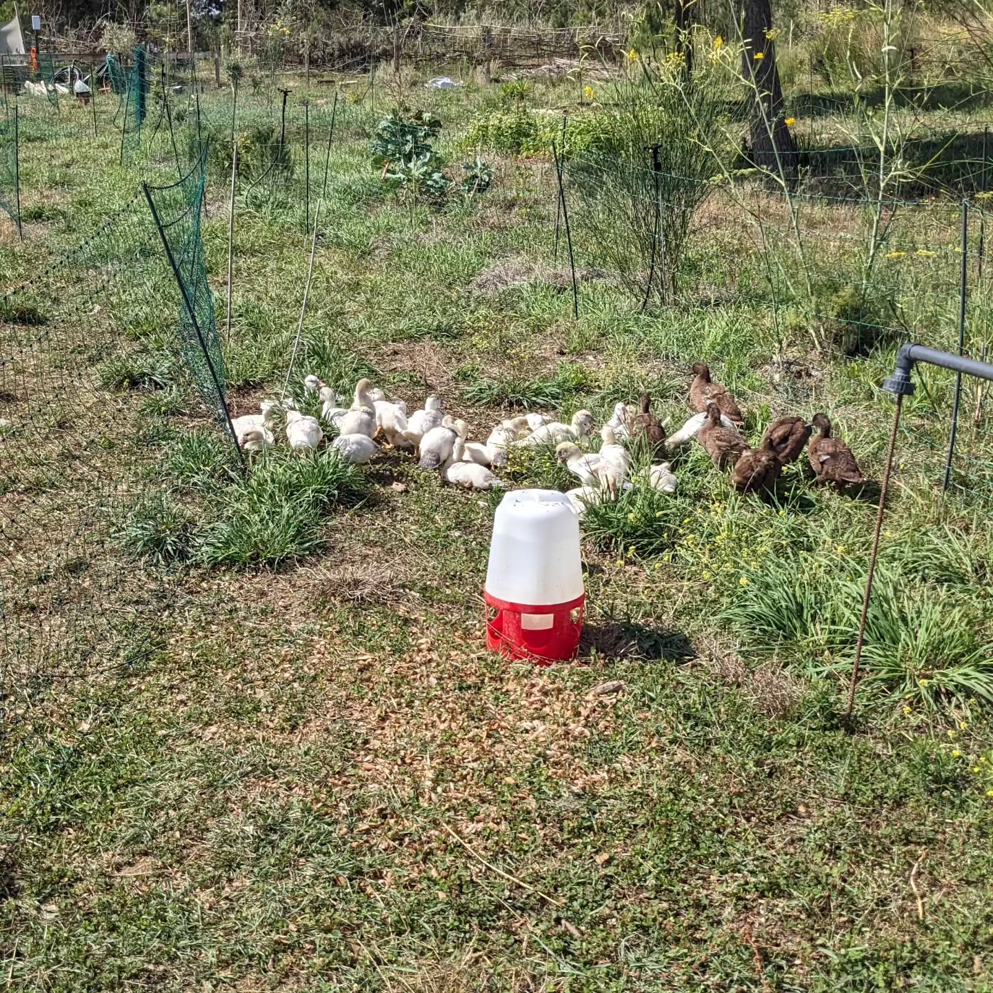 The ducklings spent the day outside for the first time. They seem to like it a lot, but are still passing through the electric fence without any issues, so they’ll have to stay in their enclosure overnight.