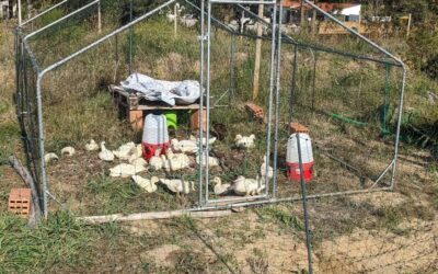 Moved the duckling enclosure to a fresh spot. The previous one got seeded and mulched.