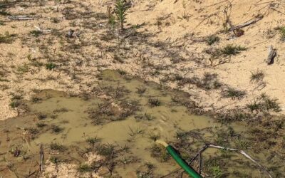 Drained the dirty water from the duck pond into the west swale.