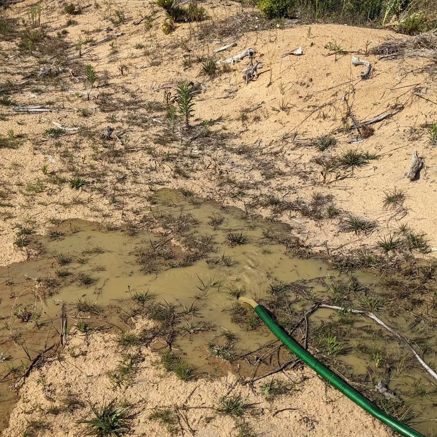 Drained the dirty water from the duck pond into the west swale.