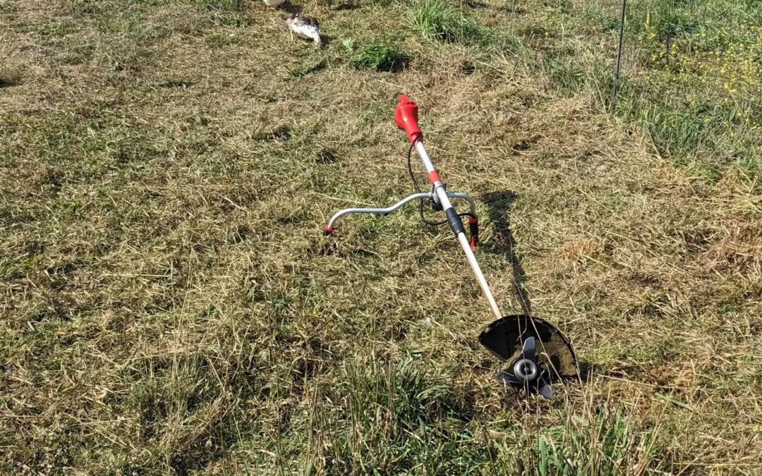 Mowed the remaining tall weeds on the grazing strip and moved the birds to a new one. They were inspecting the work and looking for insects.