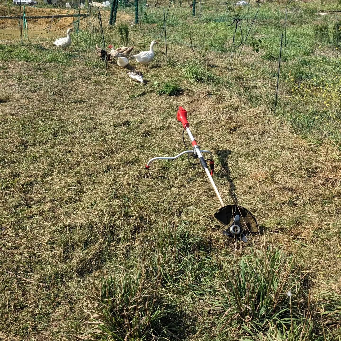Mowed the remaining tall weeds on the grazing strip and moved the birds to a new one. They were inspecting the work and looking for insects.