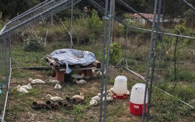 Moved the duckling enclosure again