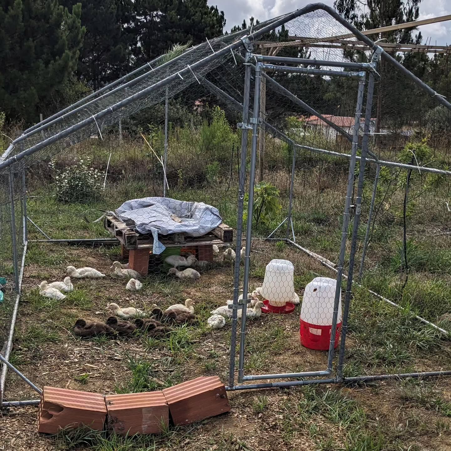 Moved the duckling enclosure again