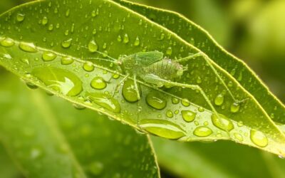 A green insect enjoying the rain.