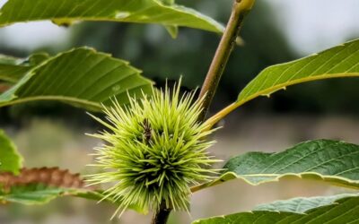 A first single chestnut growing on one of the trees. Will it manage to ripen?