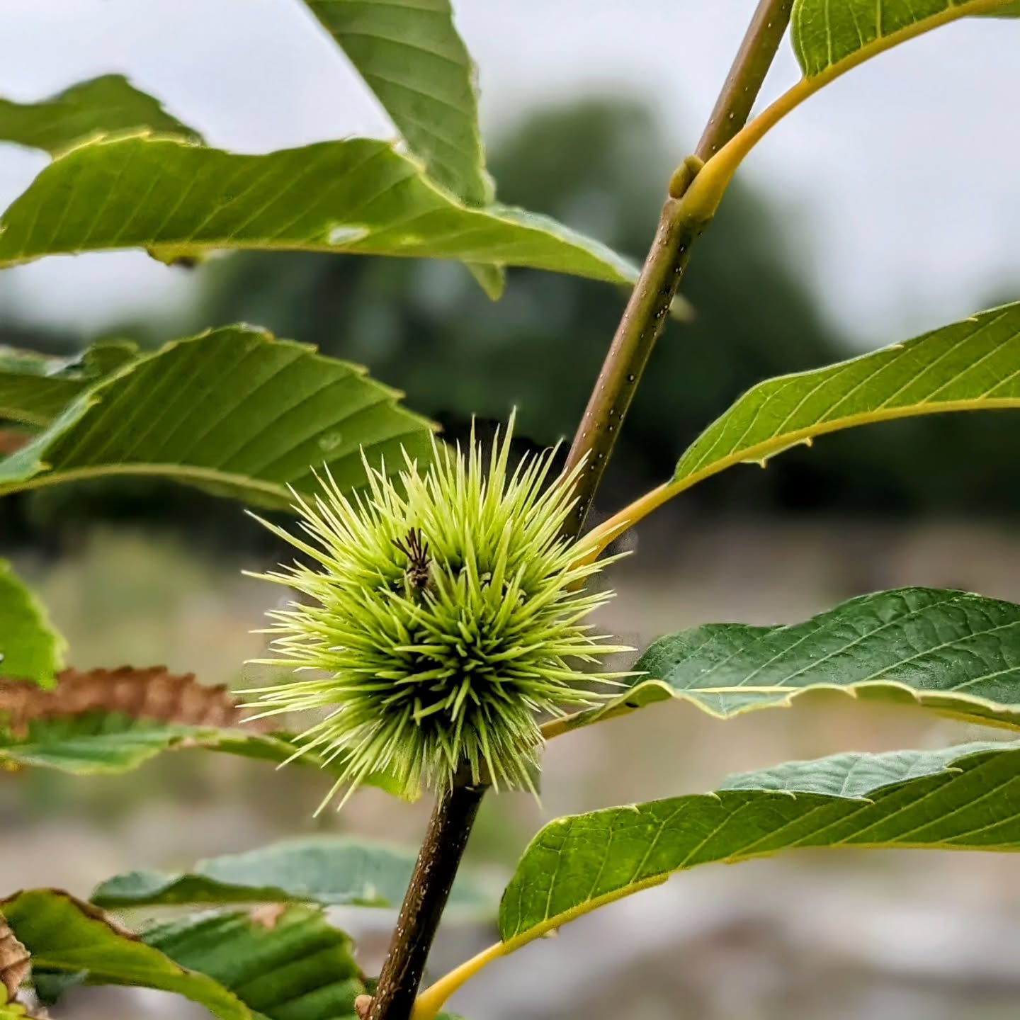 A first single chestnut growing on one of the trees. Will it manage to ripen?