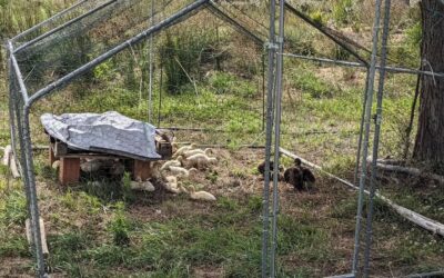 Moved the duckling enclosure to a fresh spot. The previous one is now a bare, poopy wasteland.