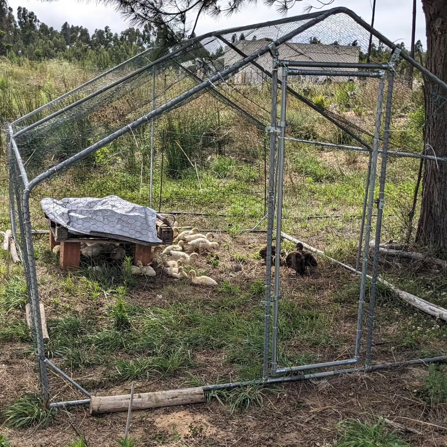 Moved the duckling enclosure to a fresh spot. The previous one is now a bare, poopy wasteland.