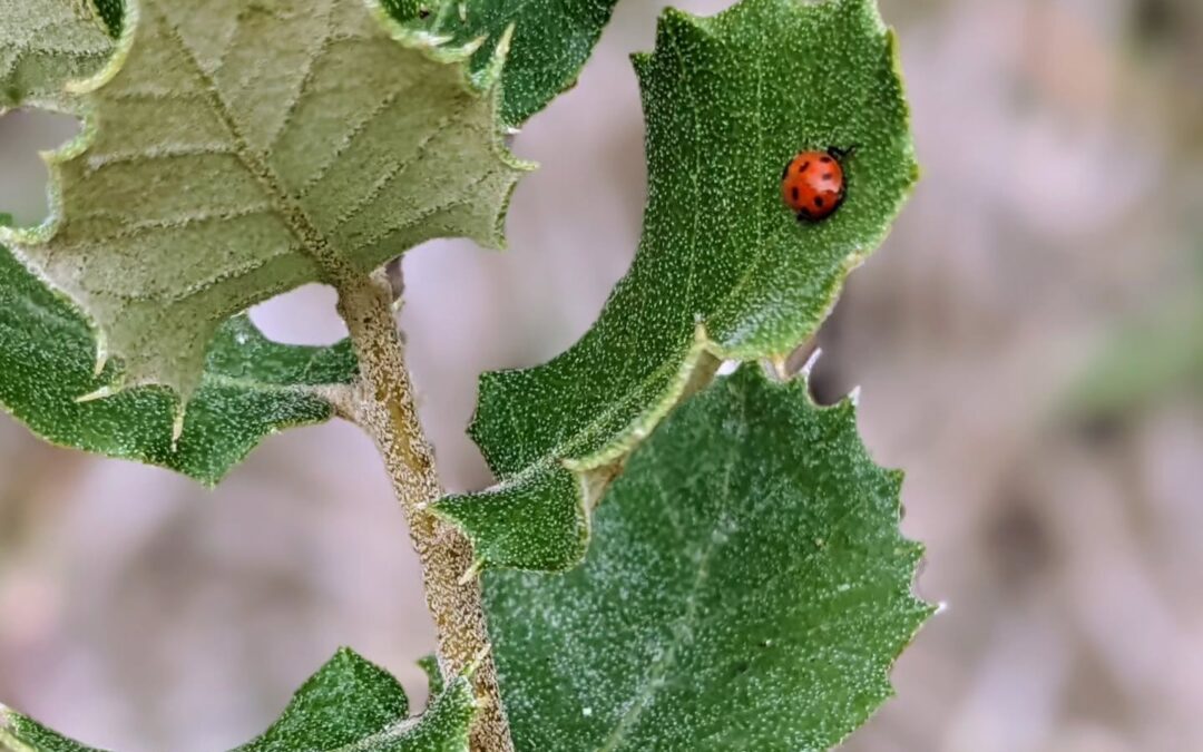 A ladybug chilling on a small Holm oak (azinheira).