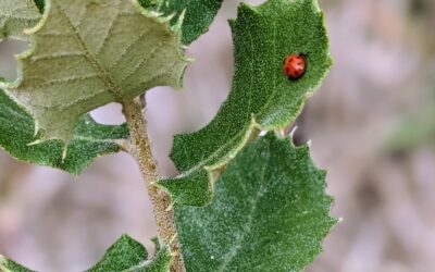 A ladybug chilling on a small Holm oak (azinheira).