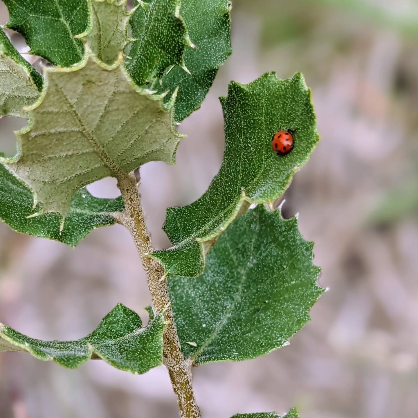 A ladybug chilling on a small Holm oak (azinheira).