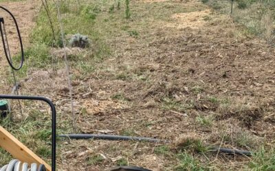 Subdivided the grazing strip that the adult birds are on, then partially cultivated (just the bare and compacted parts), mowed and sowed it to help it regenerate.
