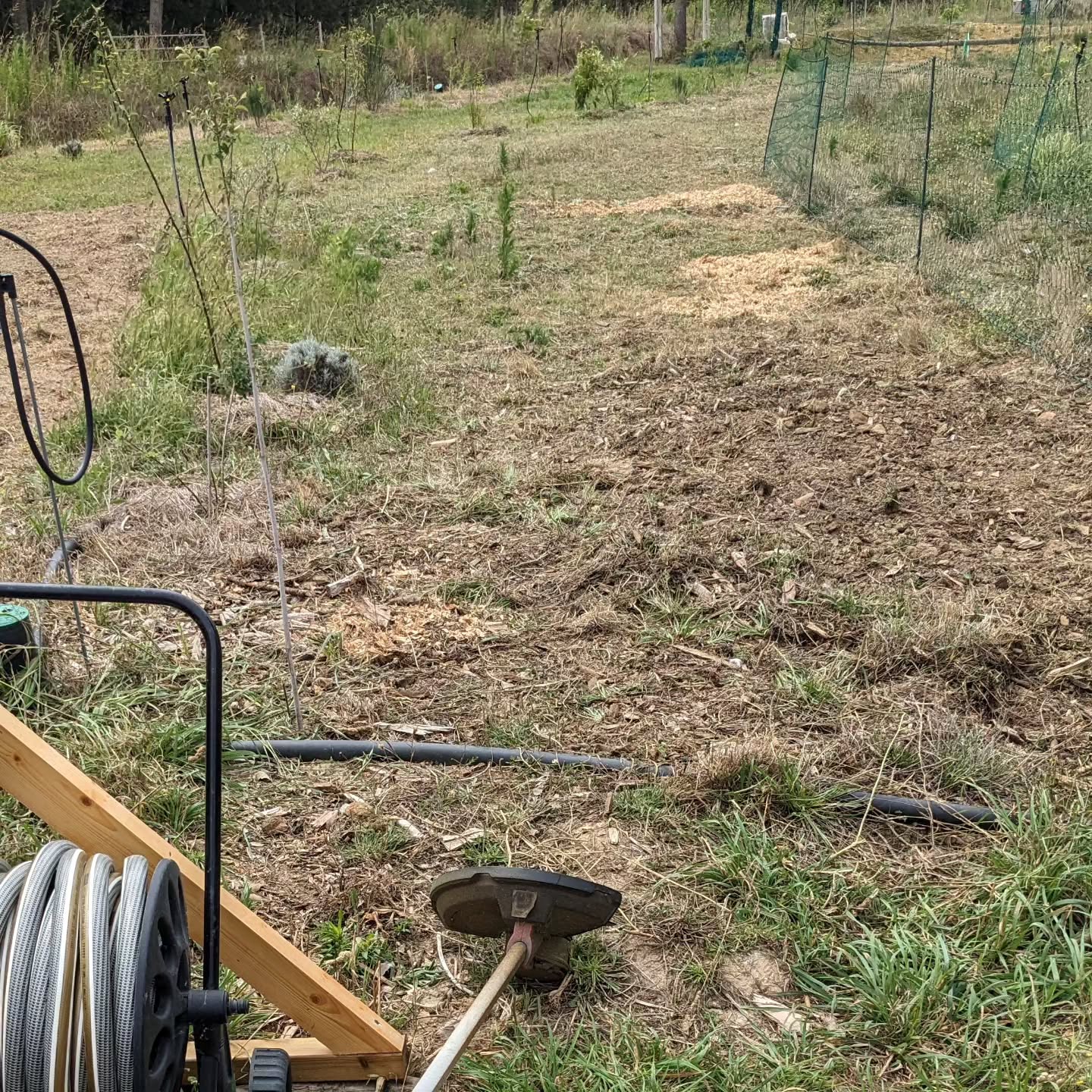 Subdivided the grazing strip that the adult birds are on, then partially cultivated (just the bare and compacted parts), mowed and sowed it to help it regenerate.
