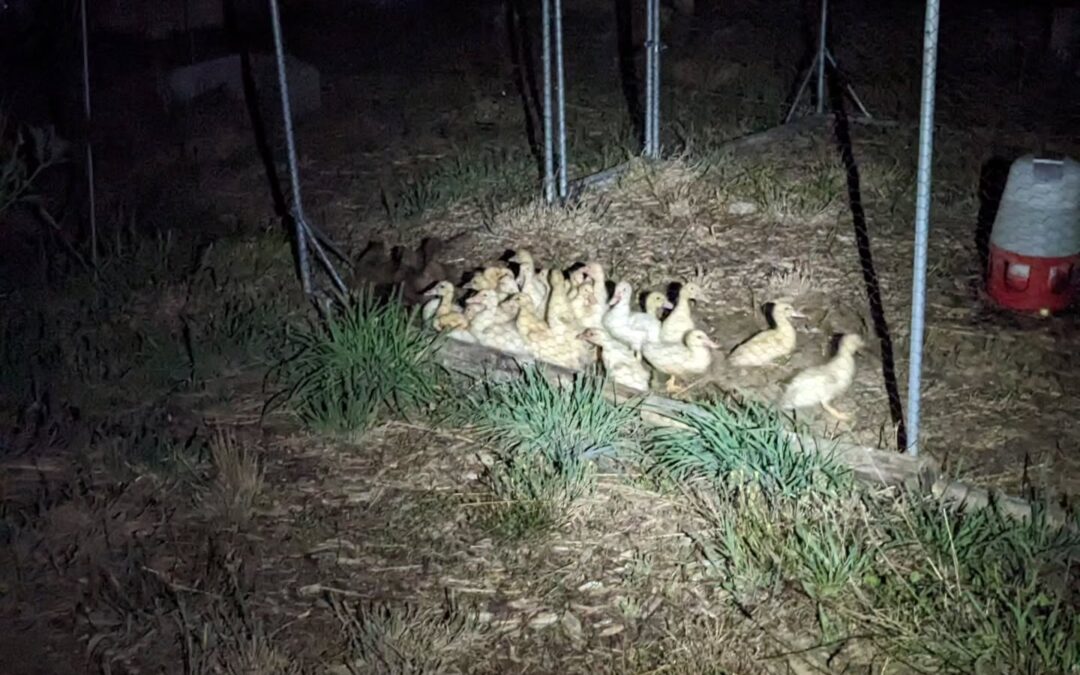 The Muscovy ducklings and the Khaki Campbell ones are now in the same enclosure.