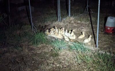 The Muscovy ducklings and the Khaki Campbell ones are now in the same enclosure.