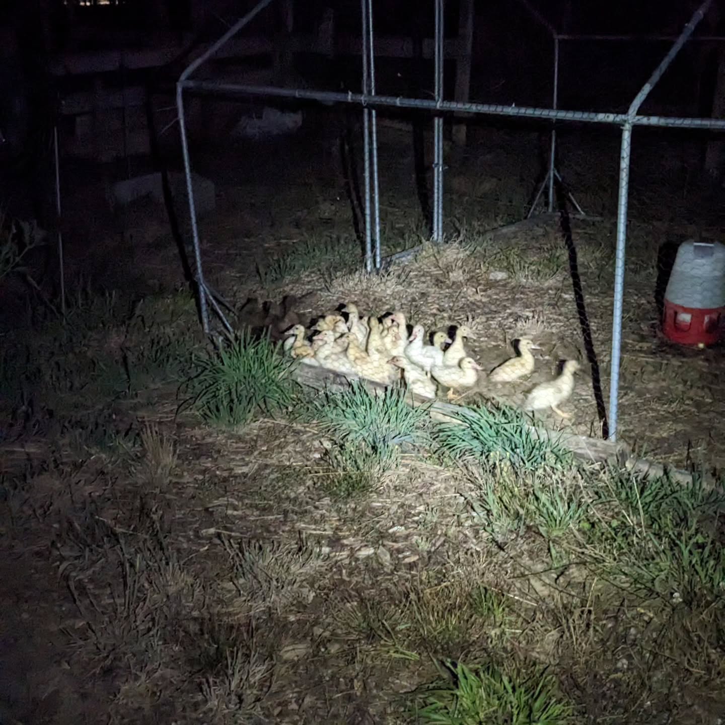 The Muscovy ducklings and the Khaki Campbell ones are now in the same enclosure.