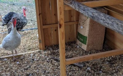 A new round roost for the turkeys.
