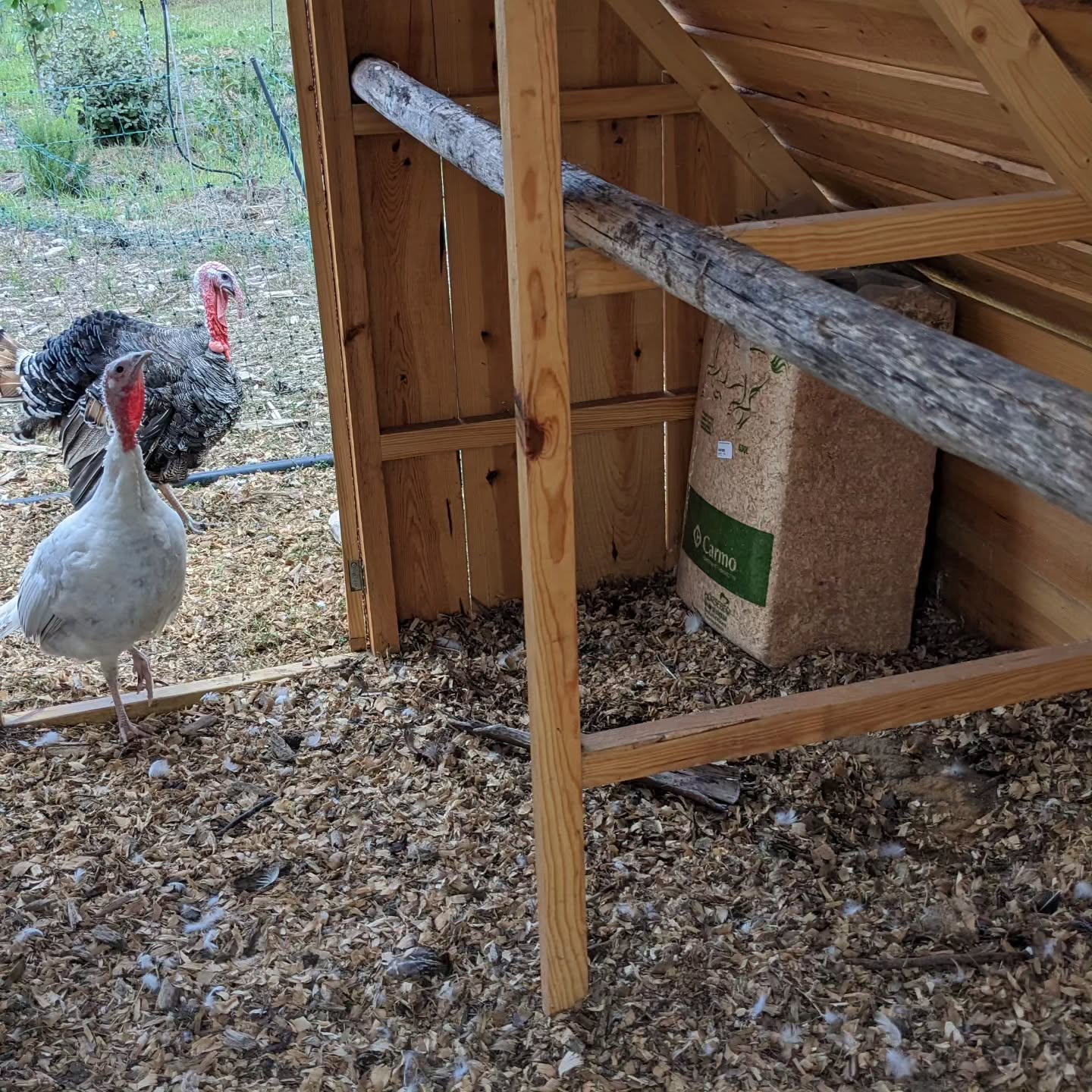 A new round roost for the turkeys.