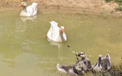 The Chinese goslings hanging out in the pond as their elder Toulouse cousins watch.