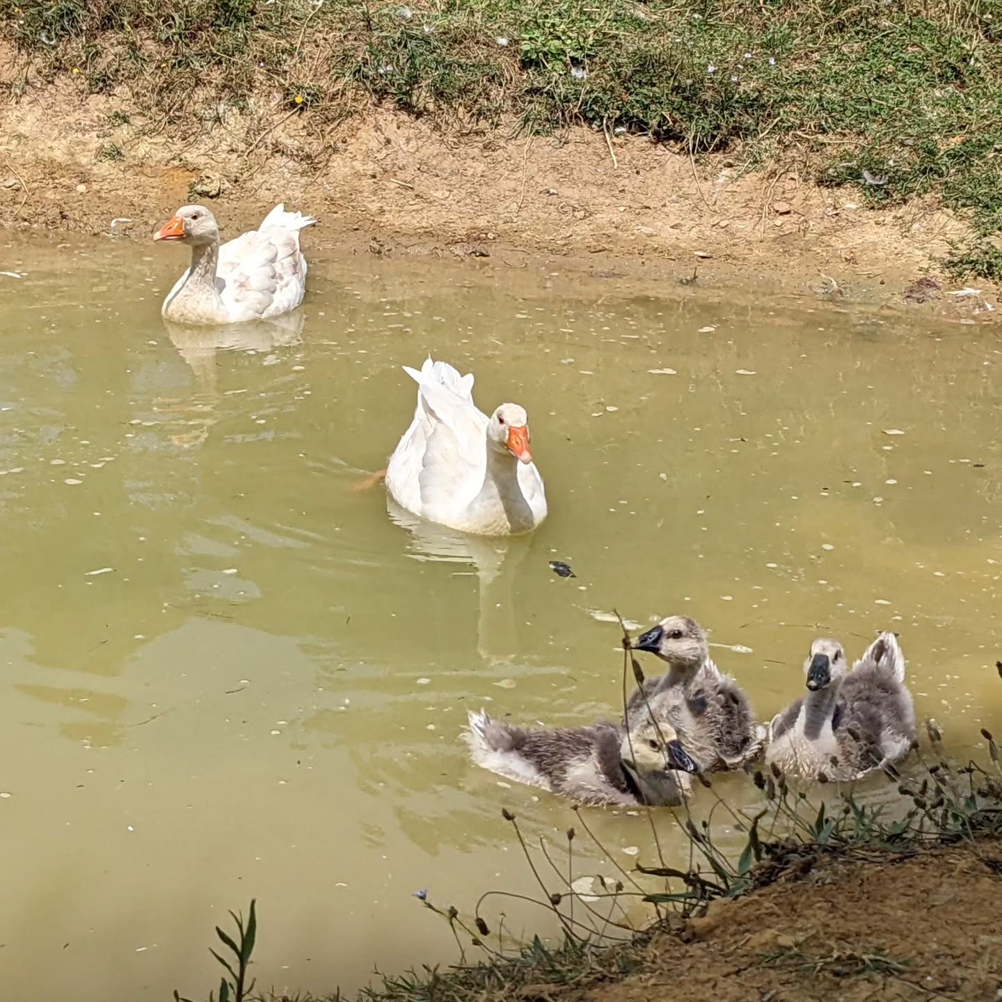 The Chinese goslings hanging out in the pond as their elder Toulouse cousins watch.