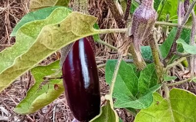 With so many things going on, the vegetable garden ended up falling into a second tier priority.