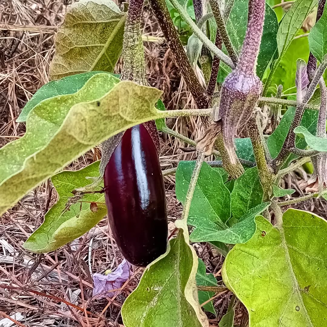 With so many things going on, the vegetable garden ended up falling into a second tier priority.