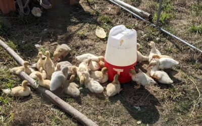 The brown momma Muscovy was ready to move on – started laying eggs again yesterday, and really wanted to get back with the adult flock.
