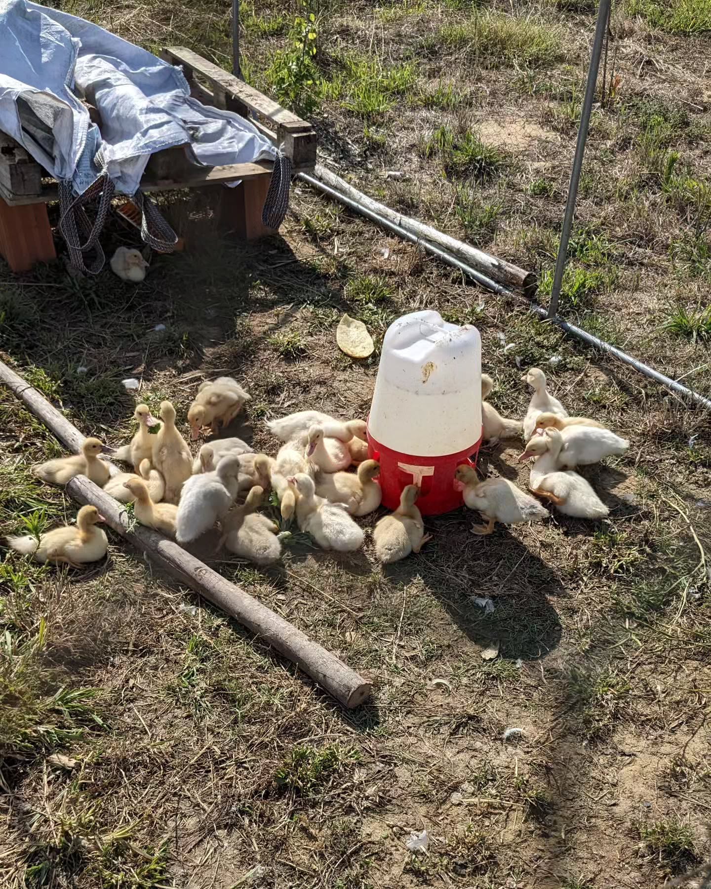 The brown momma Muscovy was ready to move on – started laying eggs again yesterday, and really wanted to get back with the adult flock.