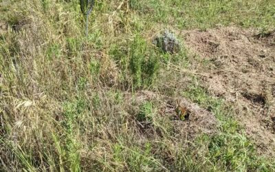 Mowing the edges and the uneaten vegetation from the first grazing strip in #zone2