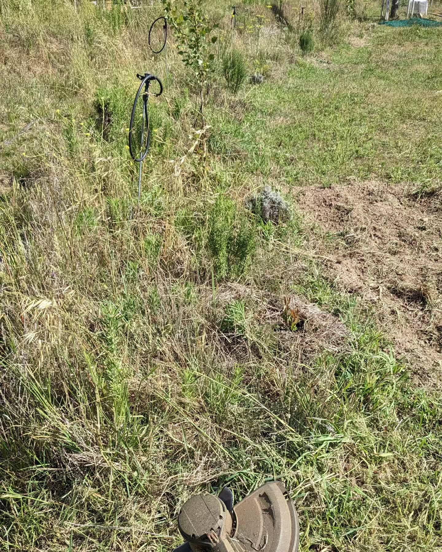Mowing the edges and the uneaten vegetation from the first grazing strip in #zone2
