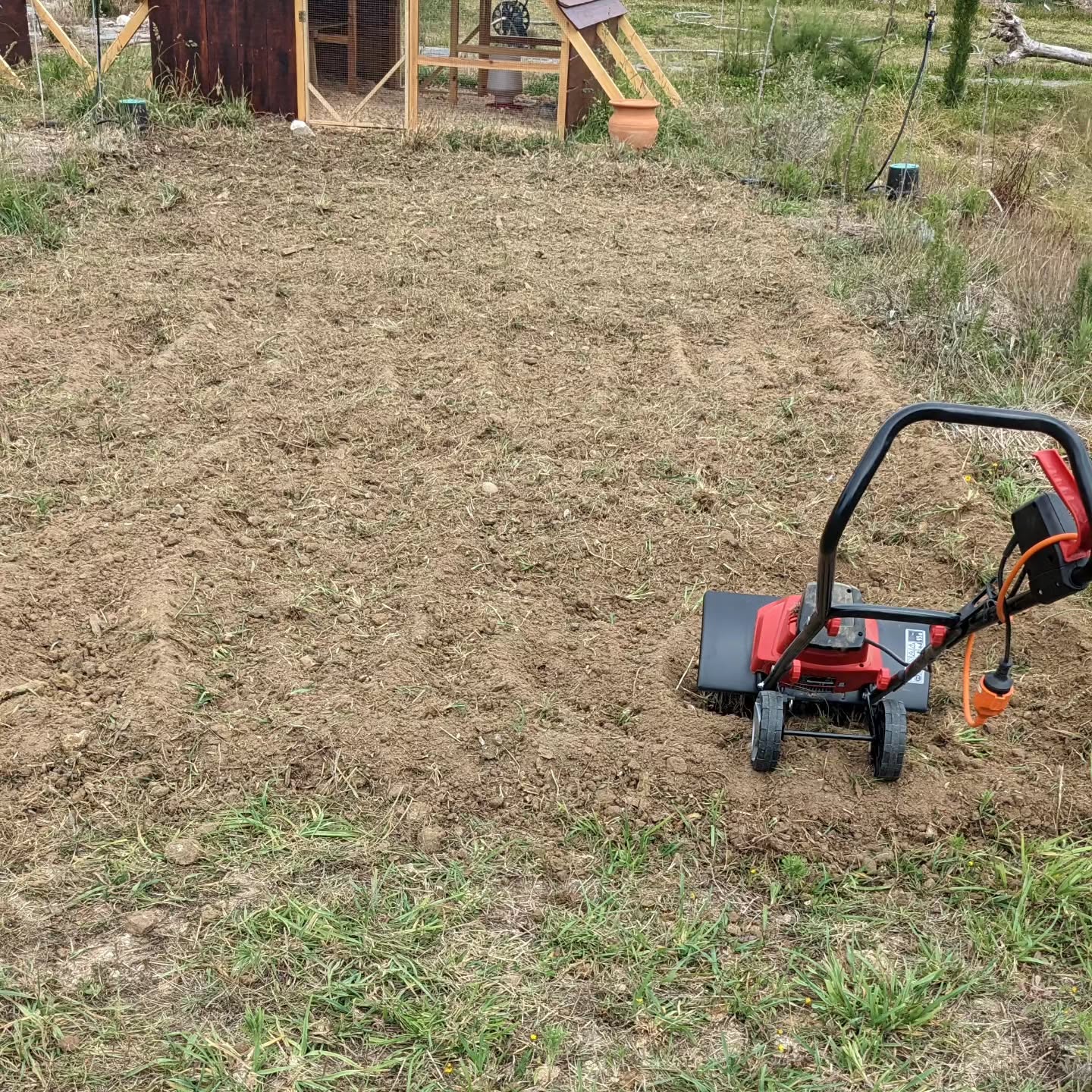 Loosening up very compacted soil on one of the grazing strips and sowing edible stuff for the poultry to forage on.