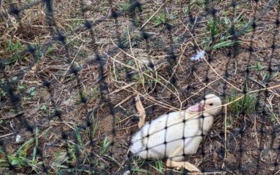 Unfortunate coincidence or worrisome problem spreading? We found one of the Muscovy ducklings on its back this morning, unable to turn over without help.