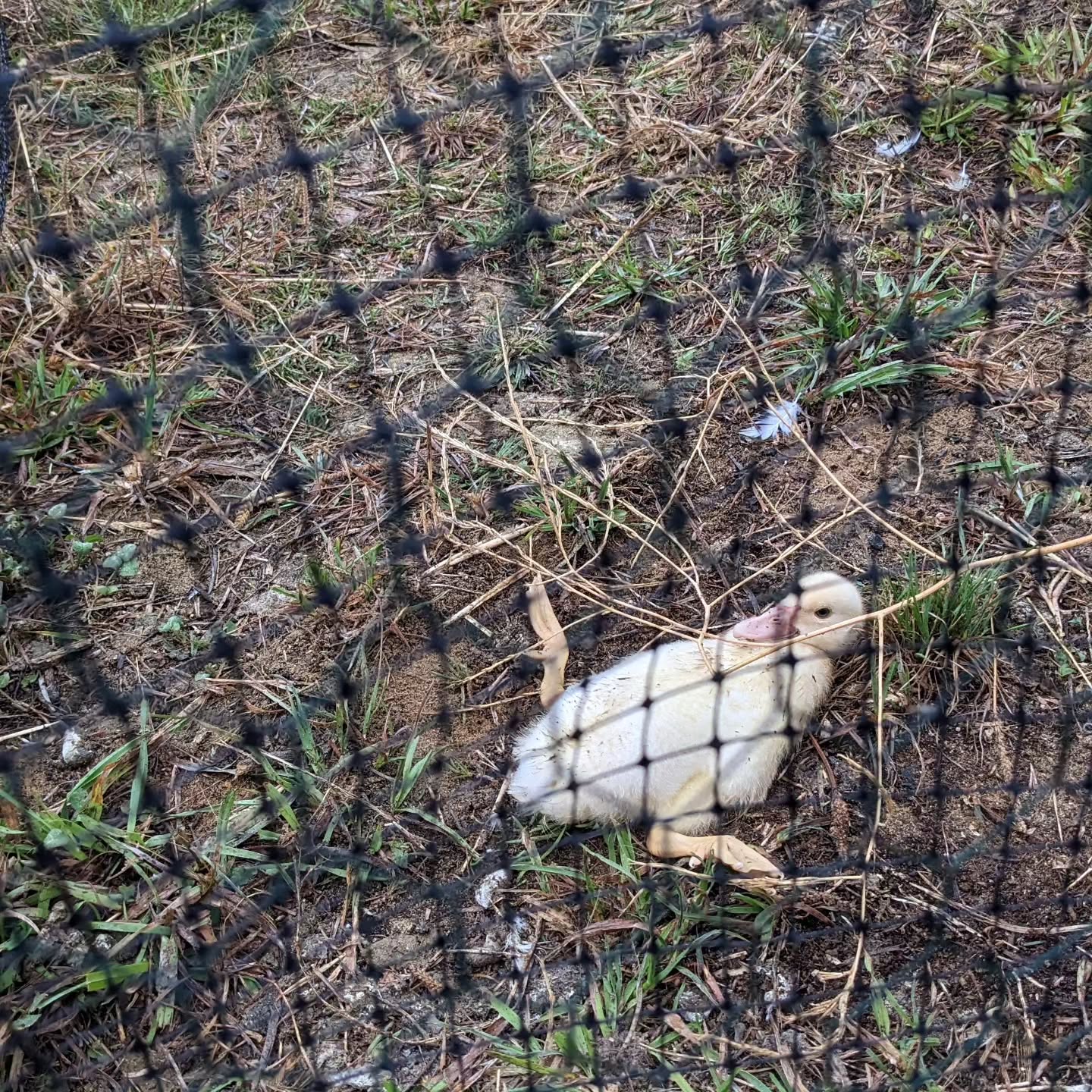 Unfortunate coincidence or worrisome problem spreading? We found one of the Muscovy ducklings on its back this morning, unable to turn over without help.