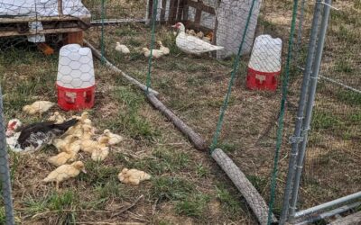 Moved the Muscovy mommas house again. The previous spot was getting bare and poopy.