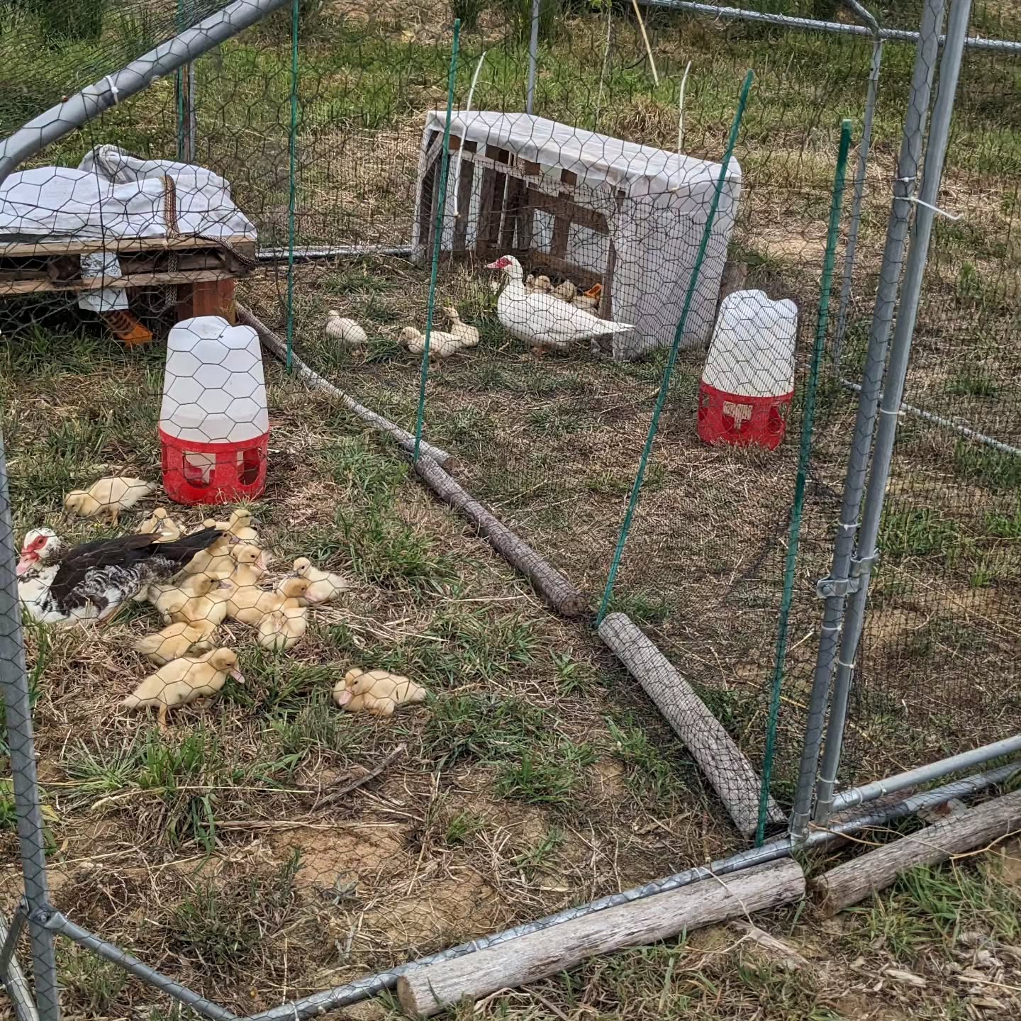 Moved the Muscovy mommas house again. The previous spot was getting bare and poopy.